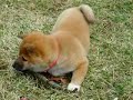 shiba-inu-at-play-2.html
