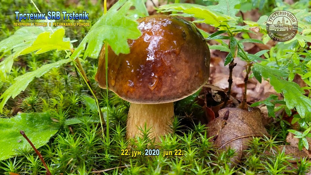 VRGANJA K'O KIŠE – Branje vrganja II DEO; Okolna brda i šume. Trstenik SRB, 22. jun 2020.