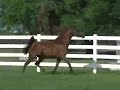 llc-joyful-pershahn-el-jamaal-in-foal-to-ds-major-afire.html