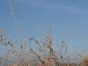 Spring Snow Goose Hunt