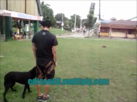 EDISON K9: ” JAGER ” Labrador Retriever, Obedience Training.