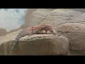 自然動物館 (東山動植物園) 2019年1月22日