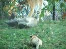 Siberian Tiger Cub II