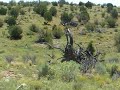 COYOTE HUNTING SOUTHERN UTAH 2 COYOTE HUNTING SOUTHERN UTAH 2