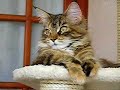 Maine Coon kitten Maine Coon kitten