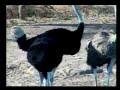 Fatty's View of Ostriches