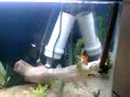 Meu aquario plantado com 2 meses e meio de funcionamento... pena que  foi filmado com uma péssima camera... 