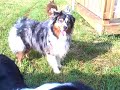 Adopted 9/5!  Lizzie Belle ARPH #8596 - Her first morning in rescue