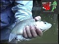 Trophy White bass