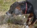 Agnes - My Dog
