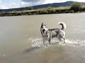 husky playing in water husky playing in water