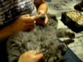 gatos persas,stiwi pedicura