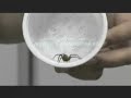 Snakes - Sorpions - Spiders - Cobras - Aranhas - (6 of 7)