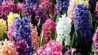 Planting Fall Bulbs