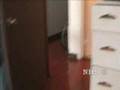 Fry the Cat: Plays Fetch