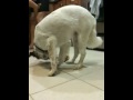 Dogged Determination