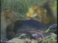 Lion Kill Pt.3