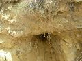 MESSING WITH SPIDERS - DADDY LONGLEGS