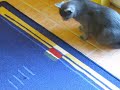 Cat catches the fly