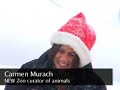 NEW Zoo cubs meet snow NEW Zoo cubs meet snow