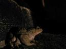 Common Toad