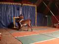 Clory en Burro 2008