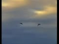 Duck & Goose Hunting, Peace Country, Alberta Duck & Goose Hunting, Peace Country, Alberta