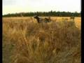 Duck & Goose Hunting  Peace Country  Alberta