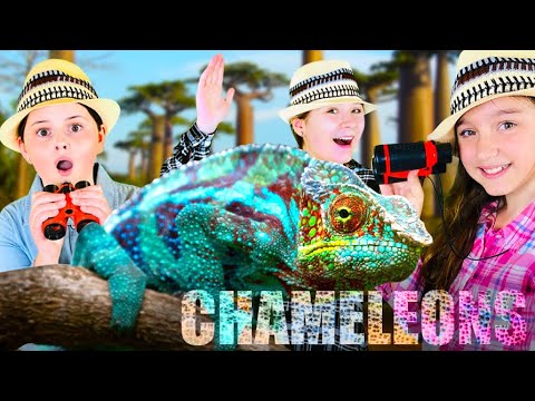 Animal Learning Adventure! Learn About Chameleons