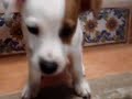 jack russell terrier