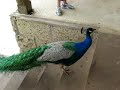 Der Pfau