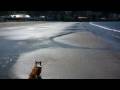 (HD) Goro@Welsh corgi 20090302 Zushi Beach