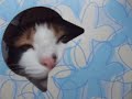 猫との会話