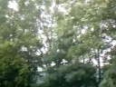 The Red Oak Tree The Red Oak Tree