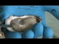 Moonstone oyster Moonstone oyster
