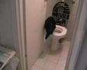 Toilet trained cat #2