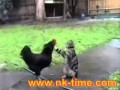 Нажмите для просмотра : Коты