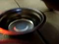 videos de marissa drinknig for dogs water.