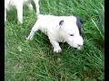 petite crotte petite crotte