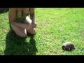 Feeding a tortoise in Agadir, Morocco