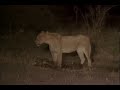 Hyenas Trounce Lions/Break Lionesses Jaw