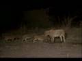 Hyenas Trounce Lions/Break Lionesses Jaw