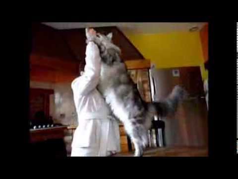 MAINE COON