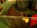 handling indian ornamental tarantula handling indian ornamental tarantula