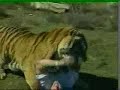 Greatest Tiger Attack Ever