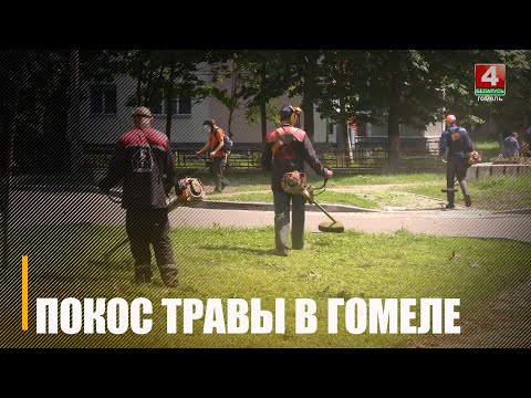 Жителей Гомеля просят помочь в покосе травы видео