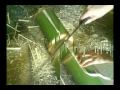 VIDEO ARTES SOLANO.flv