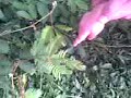 aimee...touching the makahiya leaves