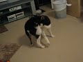 Cute Crazy Shiba Inu Puppy Chasing, Biting Own Tail