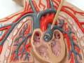 enfermagem anatomia arterias